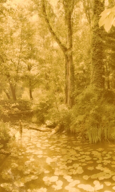 Пруд в лесу обои