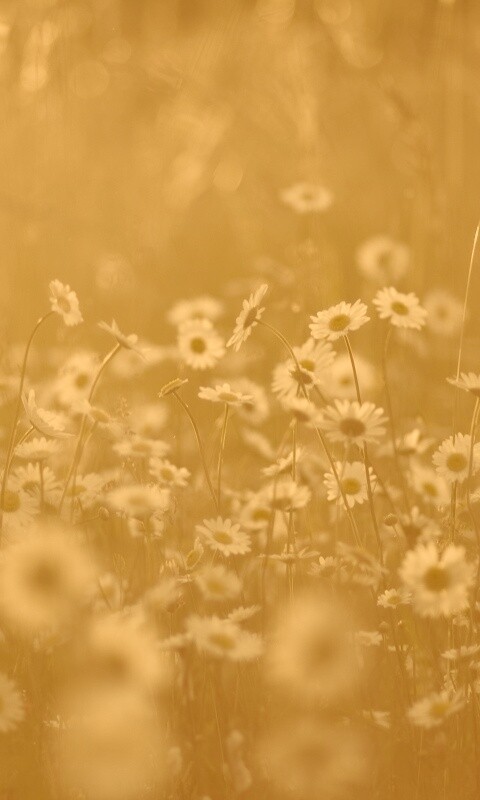 Поле ромашек обои