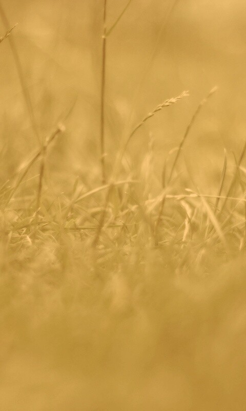 Трава в макро режиме обои