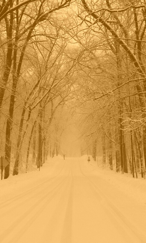 Дорога зимой в парке обои