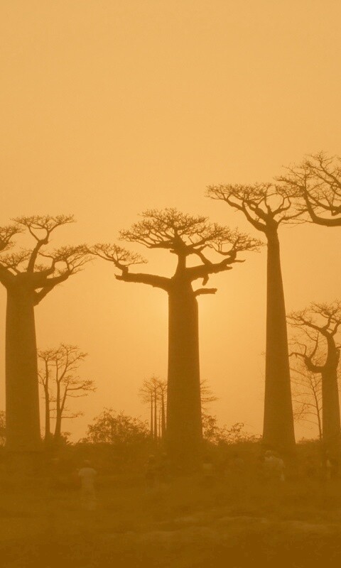 Баобабы на закате обои