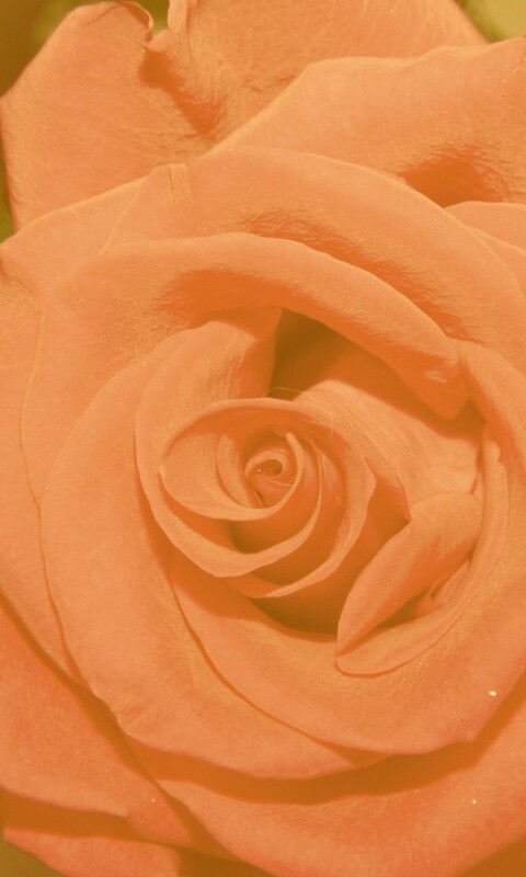 Бутон розы обои