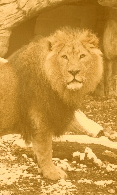 Красивый лев в лесу обои