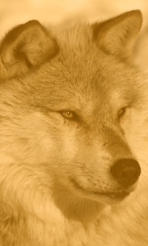 Лайка на снегу обои