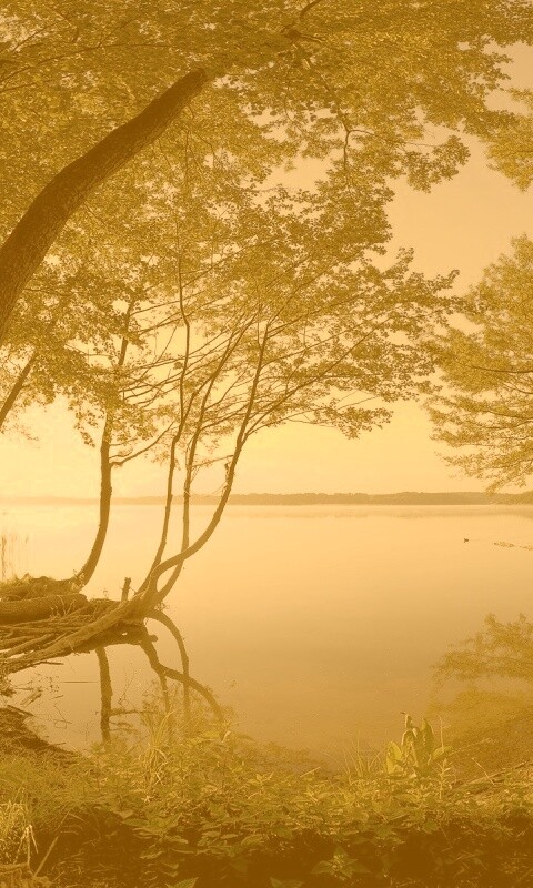 Заросший берег обои