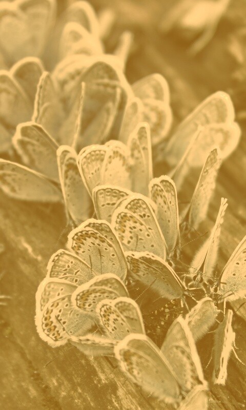 Голубые бабочки обои