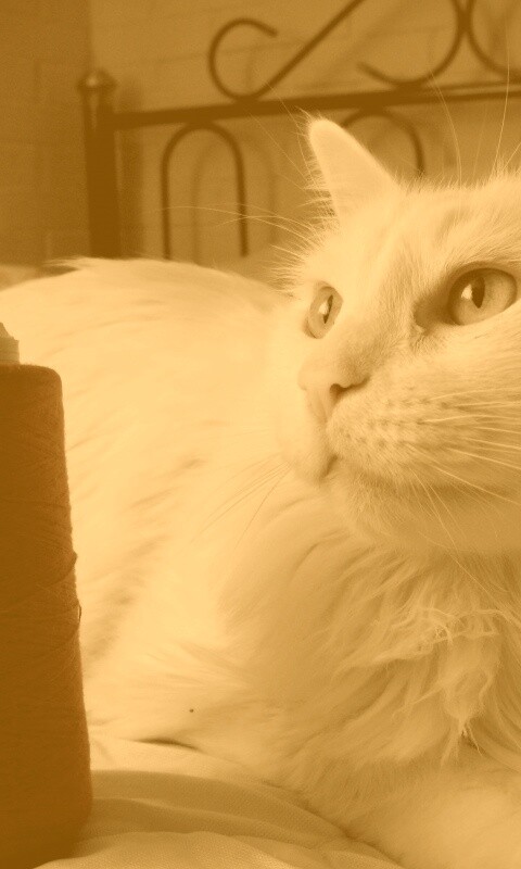 Белый кот с катушкой ниток обои