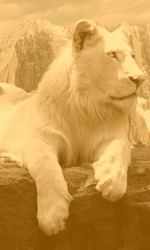 Белый лев обои