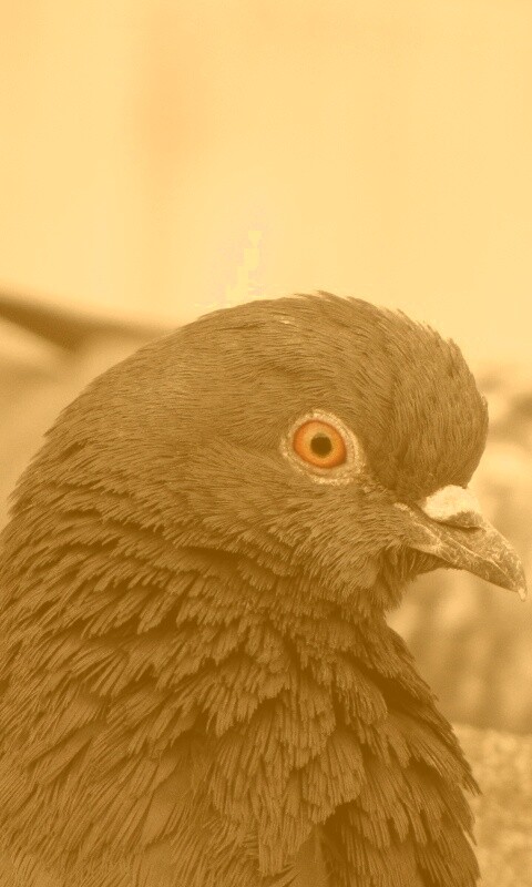 Смотрит в самую душу обои