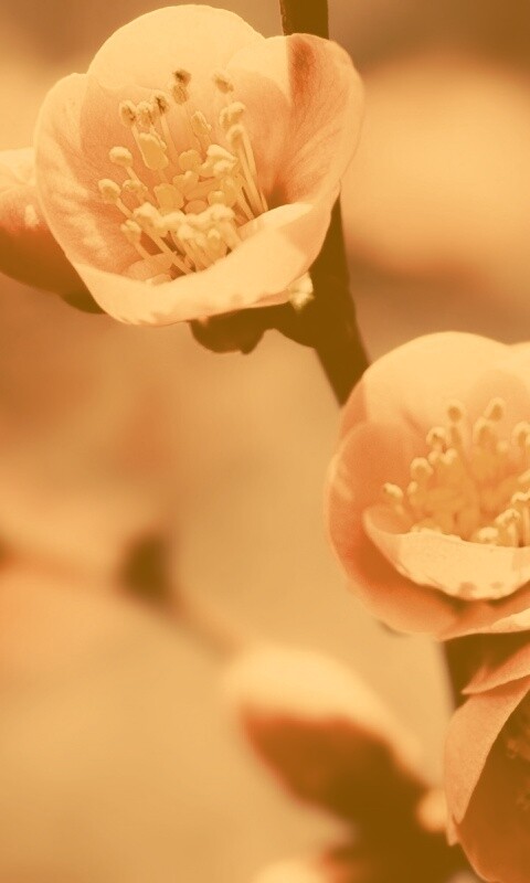 Великолепный цветок обои