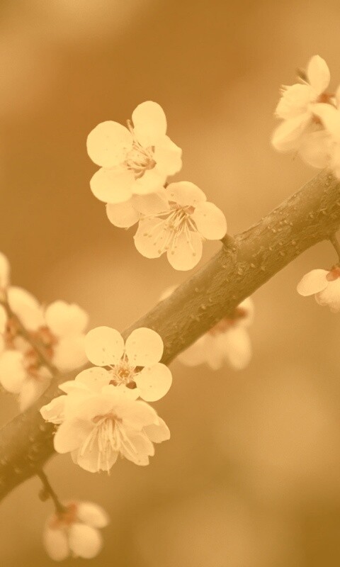 Ветка сакуры обои