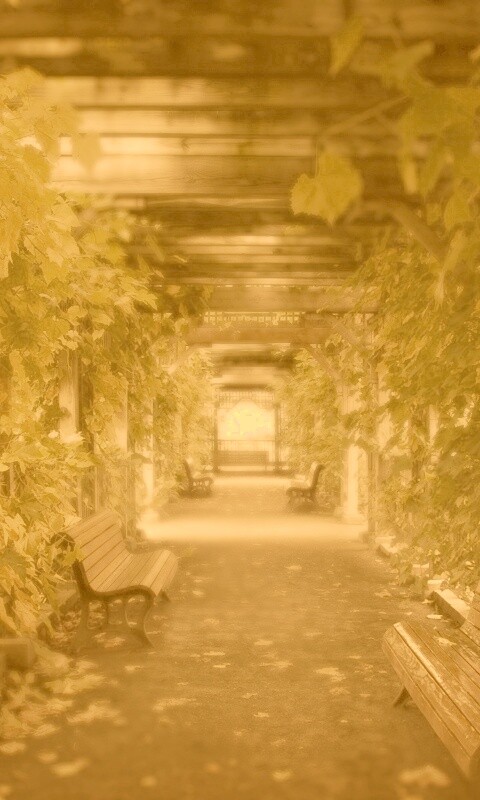 Узкая аллейка обои