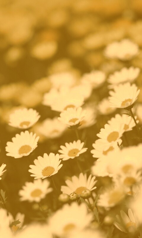 Ромашковое поле обои