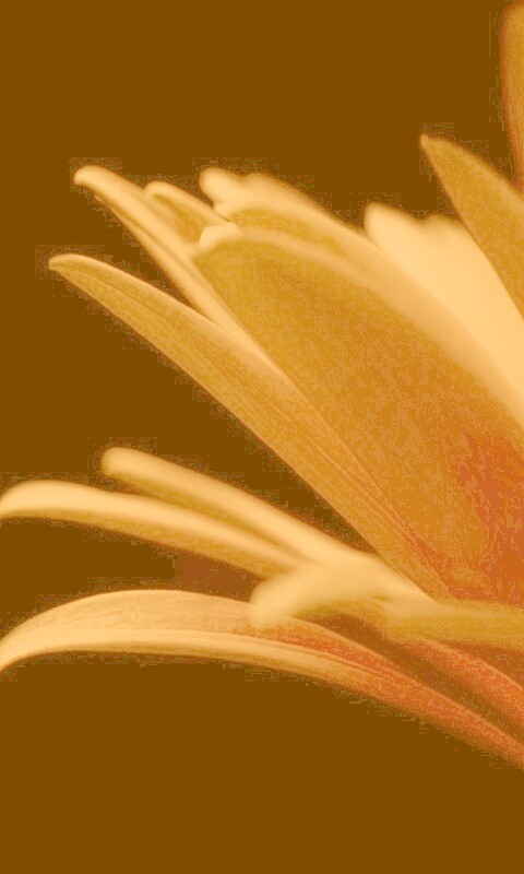 Гербера обои