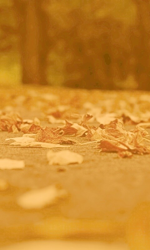 Дорога в листьях  обои