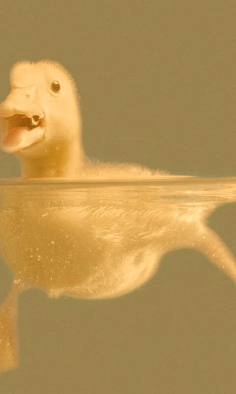 Утёнок в воде обои