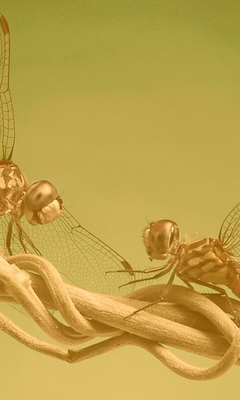 Две стрекозы обои