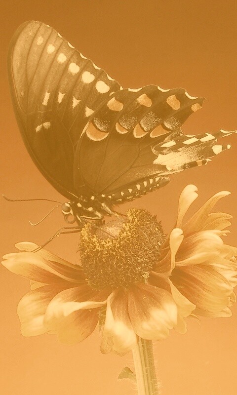 Бабочка на цветке обои
