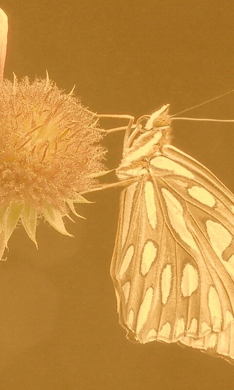 Бабочка на цветке обои