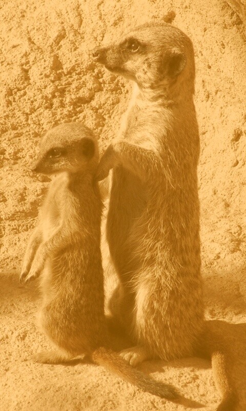 Сурикаты на страже отчизны обои