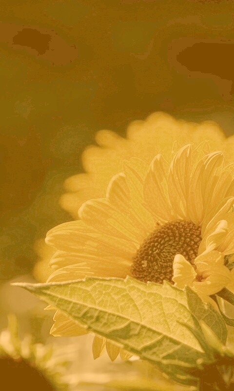 Цветок солнца обои