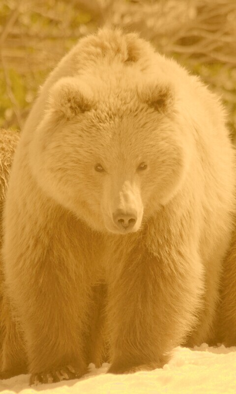 Три медведя обои