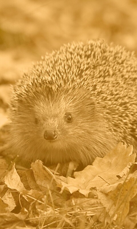 Ежик в осенней листве обои