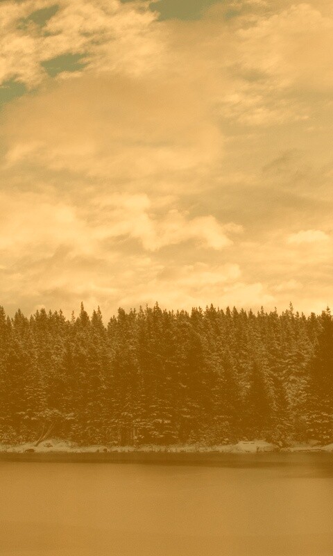 Лес на озере обои