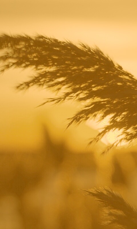 Камыш на закате обои