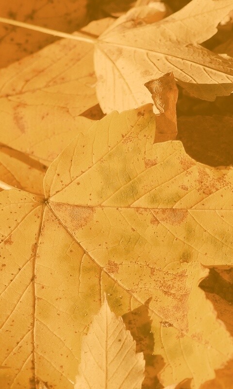 Осенние листья обои