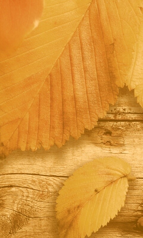 Красиво разложенные листья обои