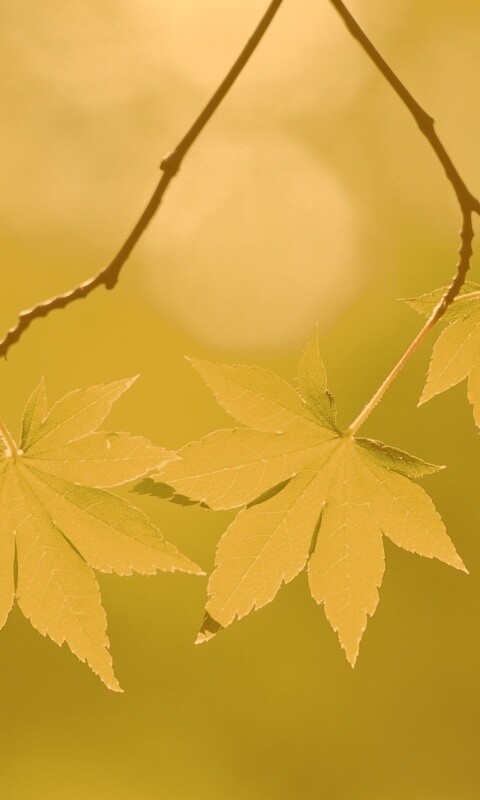 Зелёные листья обои