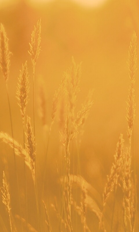 Солнечная трава обои