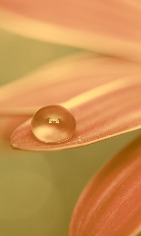 Капля на лепестке обои