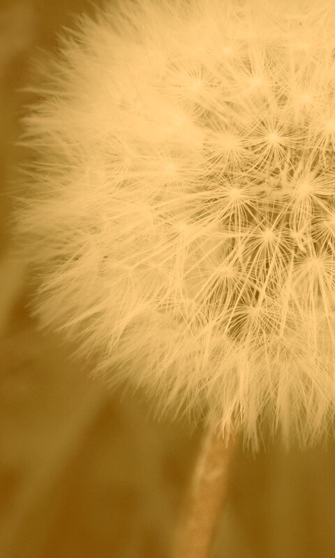 Одуванчик обои