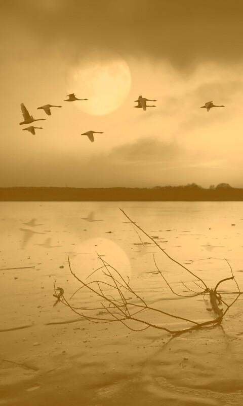 Полет птиц над озером обои