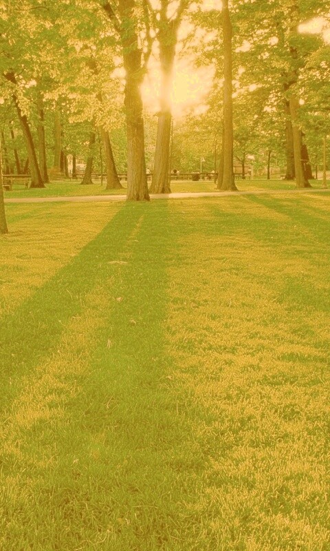 Лучи солнца сквозь листву деревьев обои