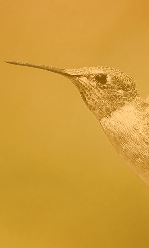 Колибри в полёте обои