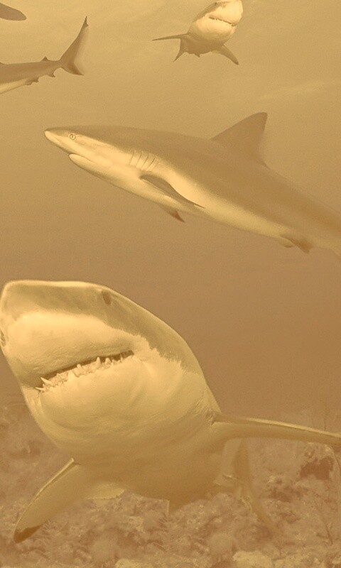 Стая акул обои