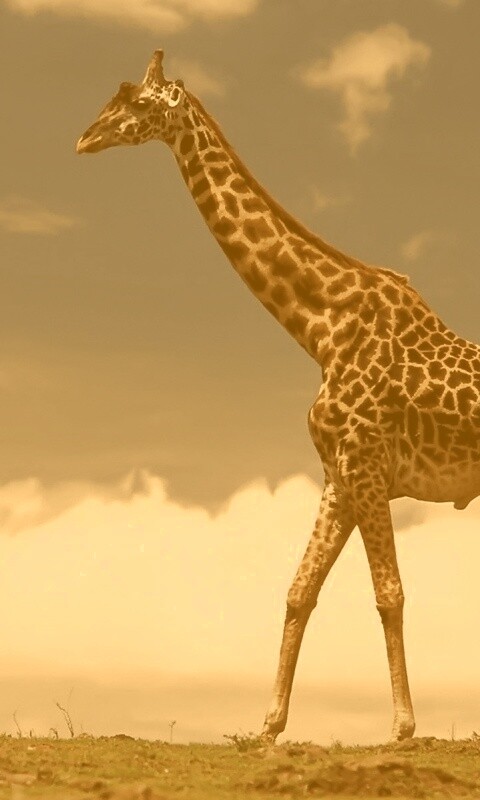 Жираф на прогулке обои