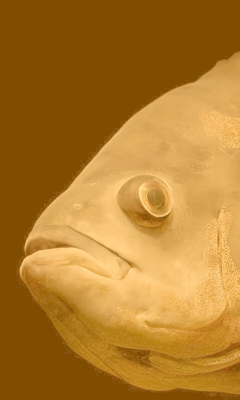 Глубоководный окунь обои