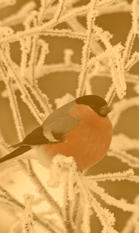 Снегирь на ветке обои