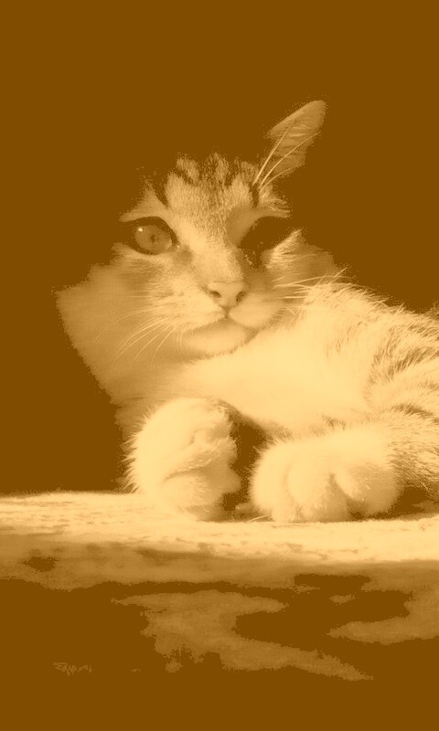 Котик в тени обои