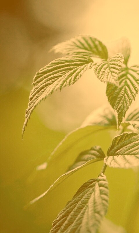 Листья малины обои