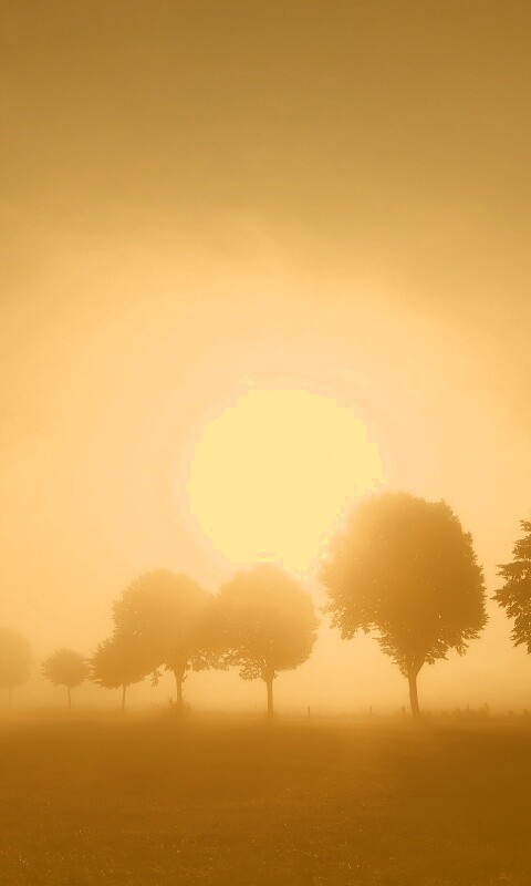 Деревья в поле обои