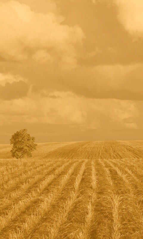 Дерево в поле обои