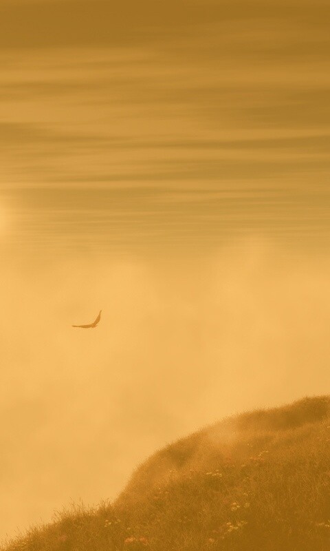 Птица парит над туманом обои