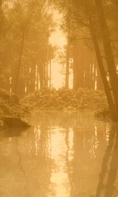 Болото в лесу обои