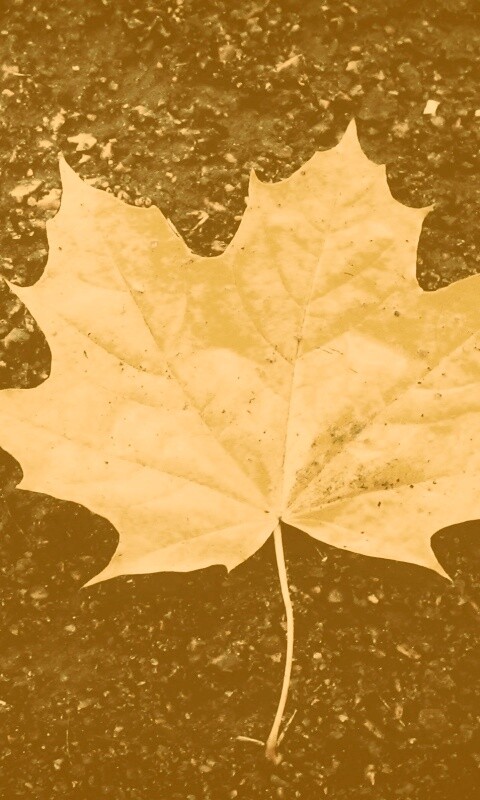 Желтый лист обои