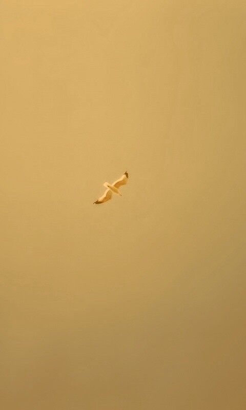 Полет  обои